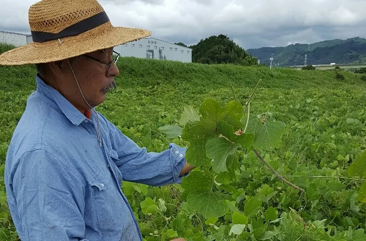 Murai sensei im Kuzu-Feld